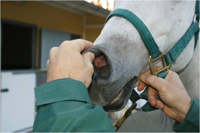 Nasenschleimhaut Pferd