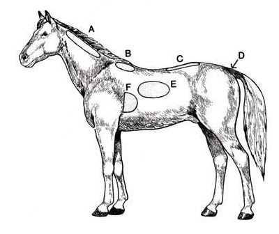 Pferd Fettpolster Rücken